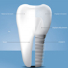 Our Dental Anatomy Illustration Services