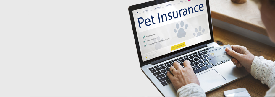 Outsource Pet Insurance Generation Services
